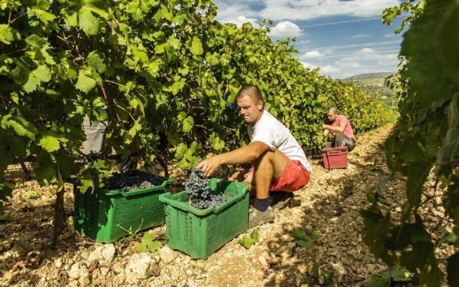 Dalmatian Delights: Food & Wine Tour from Split or Trogir - Key highlights worth putting on your radar