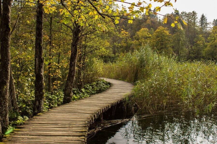 From Split: Private Tour to Plitvice Lakes National Park - Wildlife and biodiversity context: why the park is so protected