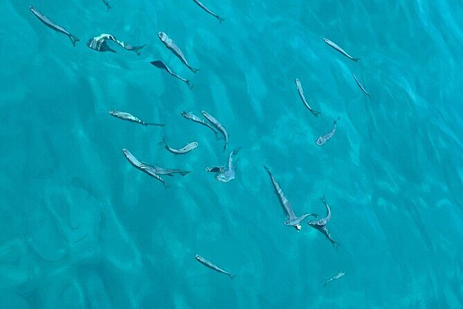 Full Day Boat Tour, Blue Lagoon and Šolta with lunch&drinks - Food and Drinks Value: Lunch at the Right Moment of the Day