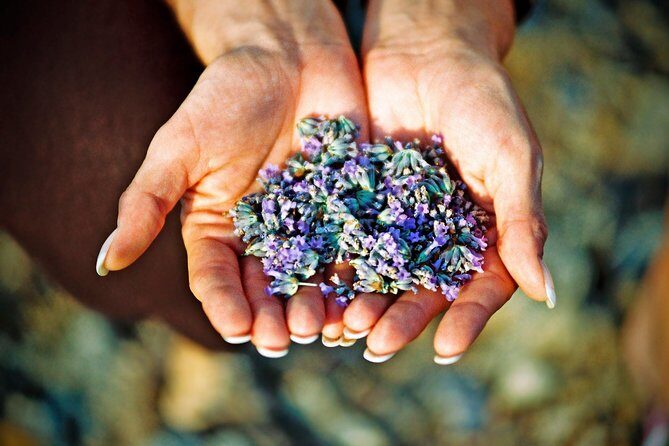Hvar Lavender Small Group Tour - Key highlights at a glance