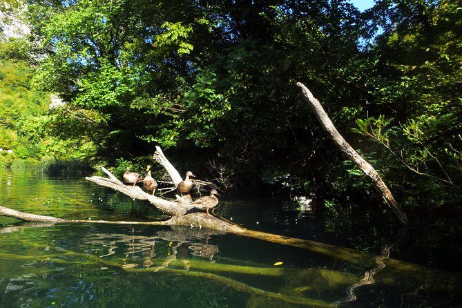 Kayaking and Snorkeling in Omiš - Quick hits: what makes this Omiš kayak and snorkel special