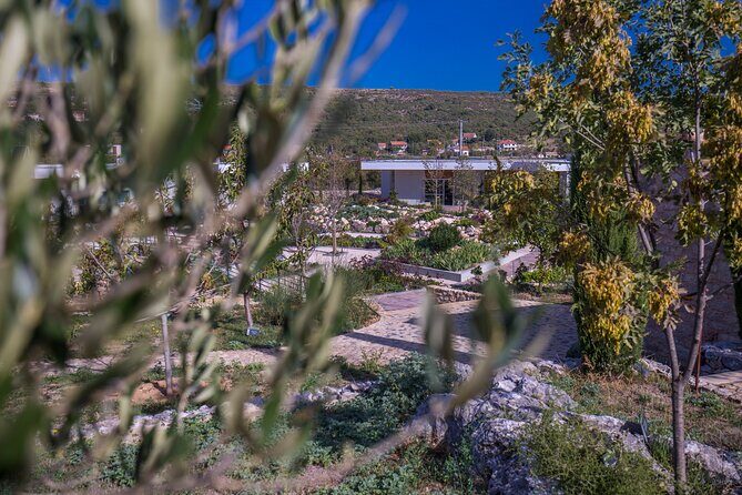 Olive museum Klis with educational olive oil tasting - Price and time: $17.98 for 1h15, and what that means for your day