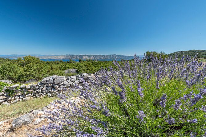 Private Hvar Island Tour and Olive Oil Tasting - Svirče Olive Oil Tasting: Single vs Multi-Blend