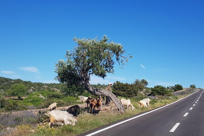 Private Hvar Island Tour and Olive Oil Tasting - Price and Value: Is $192.66 Per Person Worth It?