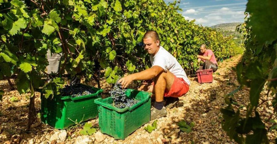 Split or Trogir: Krka Waterfalls & Wine and Food tasting - Krka Waterfalls and Old Mills: what you’ll actually see
