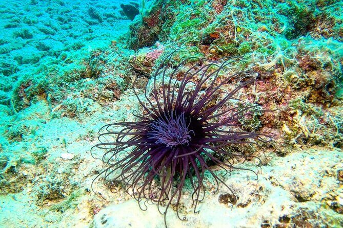 Try Scuba Diving in Split - Price and value: what $156.18 really covers